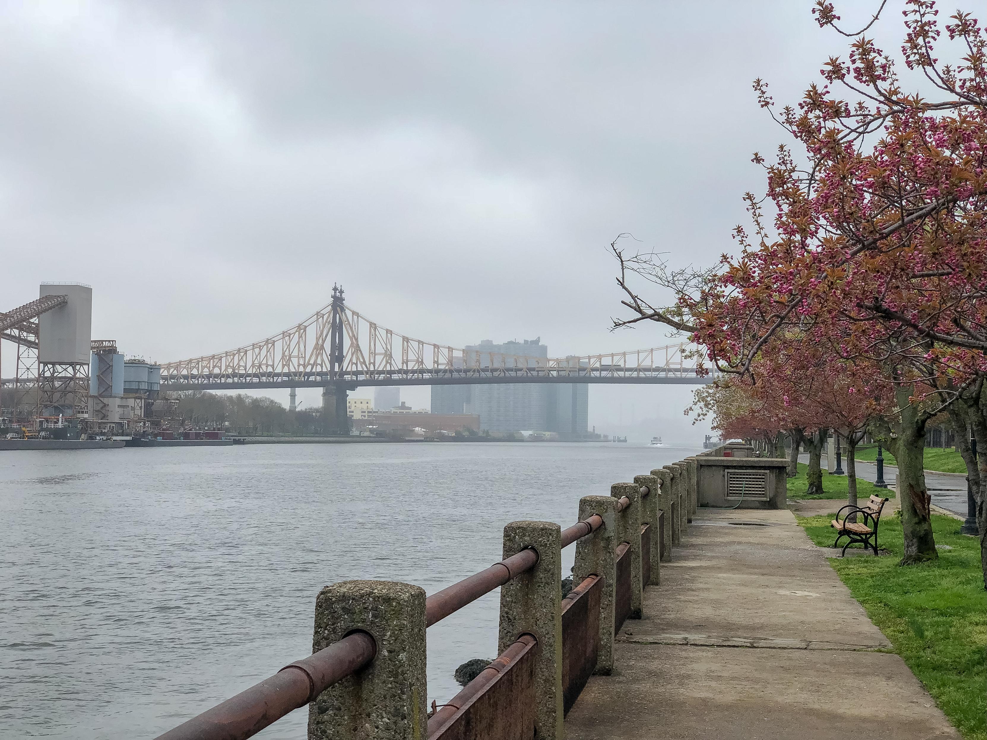 A misty riverside view features a walkway lined with flowering trees, a bench, and a railing. In the background, the Queensboro Bridge spans the river, with buildings partially shrouded in fog.
