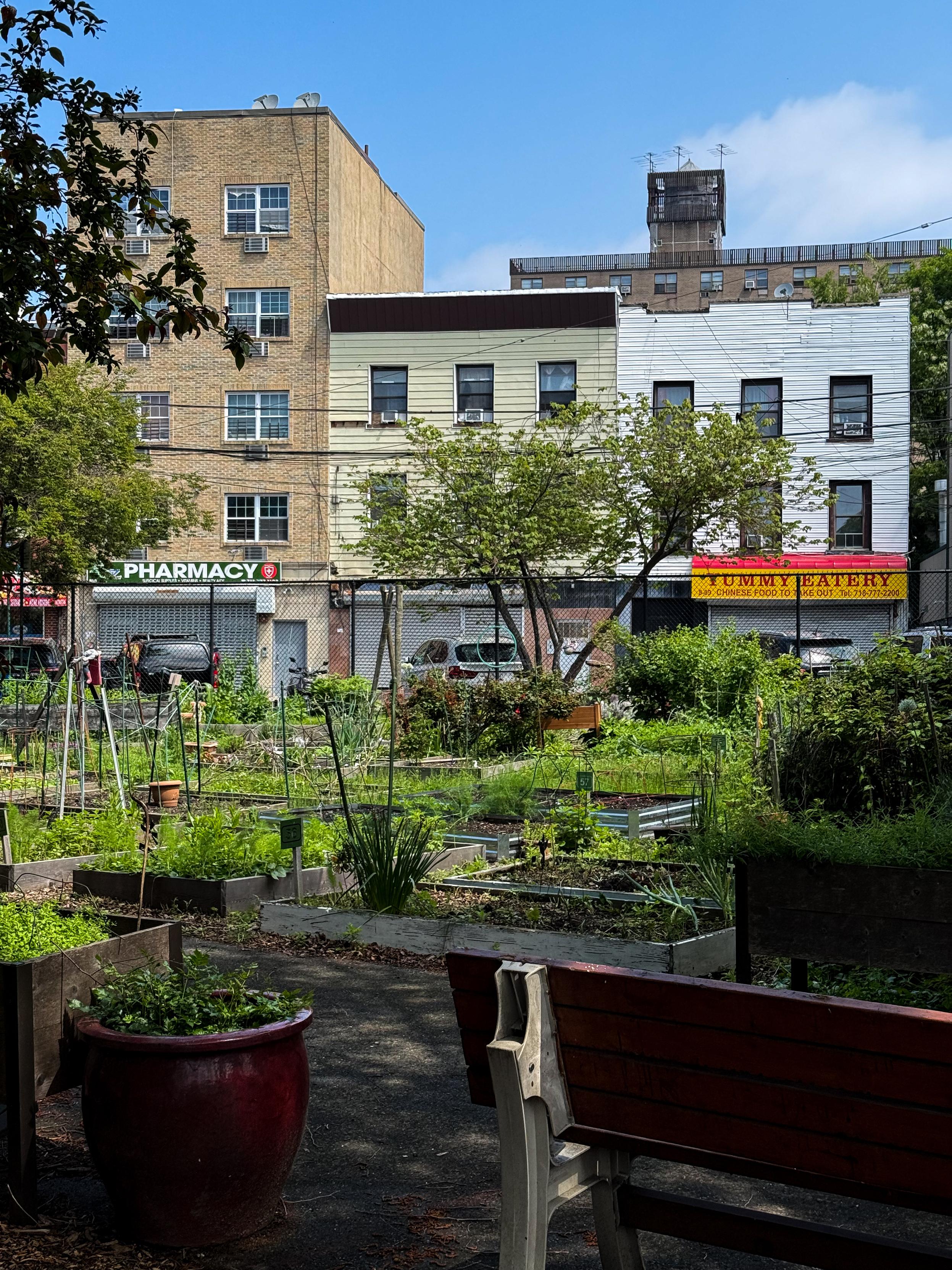 A community garden filled with various plants and vegetables is in the foreground, showcasing garden beds and greenery. In the background, several multi-story buildings can be seen, including a pharmacy and a Chinese eatery. The sky is clear with some clouds.